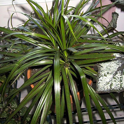 Madagascar Dragon tree